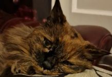 Rosie, la gata de 33 años, fallece en Inglaterra