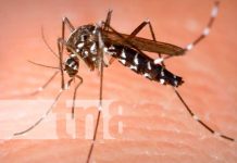 Hombre contrae tres virus diferentes por una sola picadura de mosquito Foto: tres virus diferentes por una sola picadura de mosquito/Cortesía