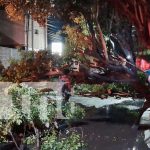 Tres motociclistas accidentados tras la caída de un árbol en plena vía pública en Managua Foto: Tres motociclistas accidentados tras la caída de un árbol en plena vía pública en Managua/TN8