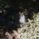 El Salvador decreta tres días de duelo tras fatal accidente aéreo Foto: Duelo en El Salvador /cortesía