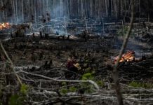Lula crea estrategias para frenar la “pandemia” de incendios en Brasil Foto: Lula toma acción en Brasil /cortesía
