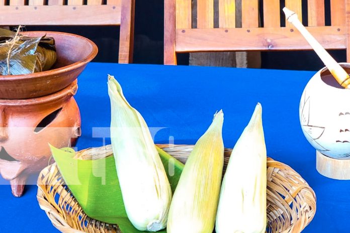 1 Foto: El Gobierno Municipal de Ocotal lanza la Treceava Feria del Maíz/TN8