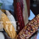 Celebran a lo grande tradicional Feria del Maíz en Ococona, Macuelizo