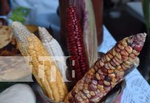Celebran a lo grande tradicional Feria del Maíz en Ococona, Macuelizo