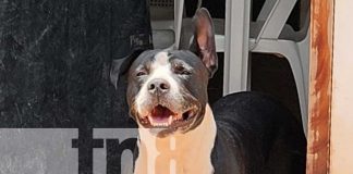 Foto: Segundo ataque de pitbull a menor en Carazo en menos de un mes/TN8