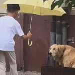 Niño coloca sombrilla sobre perro en la calle y se vuelve viral (VIDEO) Foto: niño se vuelve viral por colocar una sombrilla sobre un perro/Cortesía