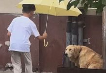 Niño coloca sombrilla sobre perro en la calle y se vuelve viral (VIDEO) Foto: niño se vuelve viral por colocar una sombrilla sobre un perro/Cortesía