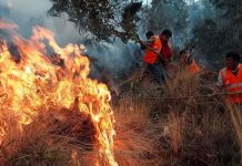 Perú sufre 18 pérdidas humanas tras incendios forestales Foto: Perú sufre 18 pérdidas humanas tras incendios forestales / Cortesía