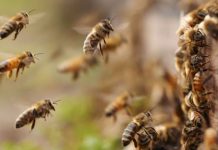 Hombre muere tras ataque de abejas africanizadas en Río Blanco Foto: Hombre muere tras ataque de abejas africanizadas en Río Blanco/TN8