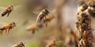 Foto: Hombre muere tras ataque de abejas africanizadas en Río Blanco/TN8