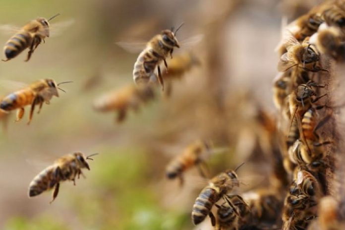 Foto: Hombre muere tras ataque de abejas africanizadas en Río Blanco/TN8