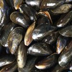 ¡Riesgo a la salud! Retiran mejillones de supermercados por una bacteria Foto: Análisis realizado a mejillones procedentes de España/Cortesía