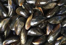 ¡Riesgo a la salud! Retiran mejillones de supermercados por una bacteria Foto: Análisis realizado a mejillones procedentes de España/Cortesía