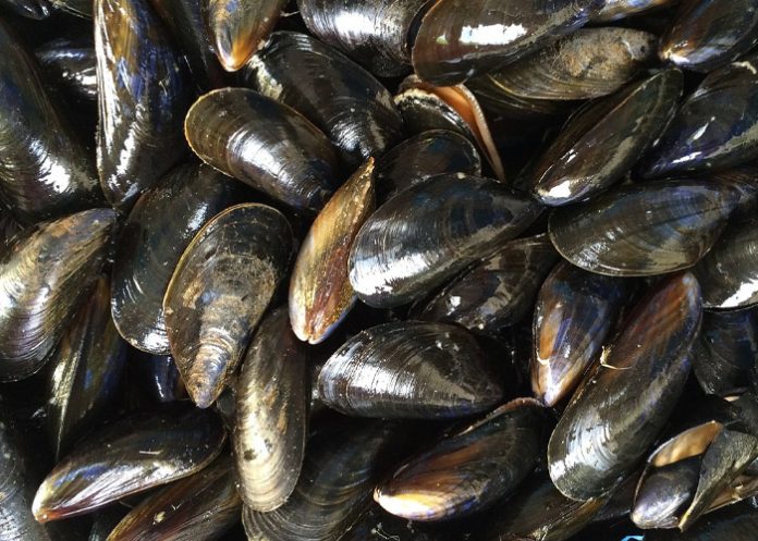 Foto: Análisis realizado a mejillones procedentes de España/Cortesía Foto: Análisis realizado a mejillones procedentes de España/Cortesía