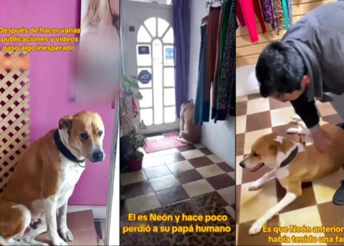 Foto: El emotivo reencuentro de un perrito /cortesía Foto: El emotivo reencuentro de un perrito /cortesía