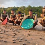 Nicaragua apuesta por la vida marina: liberan 1,000 tortuguillos en Chacocente Autoridades del MARENA y el Ejército de Nicaragua realizaron la liberación de 1,032 tortuguillos de la especie Paslama en Chacocente