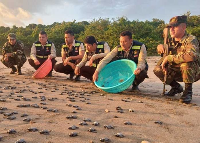 1.3 Autoridades del MARENA y el Ejército de Nicaragua realizaron la liberación de 1,032 tortuguillos de la especie Paslama en Chacocente