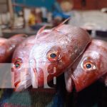 INPESCA, realiza  monitoreo de productos pesqueros en centros de acopios y comercializadoras Foto: INPESCA, realiza monitoreo de productos pesqueros en centros de acopios y comercializadoras/ TN8