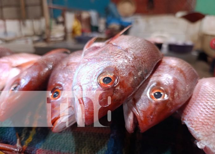 2 Foto: INPESCA, realiza monitoreo de productos pesqueros en centros de acopios y comercializadoras/ TN8