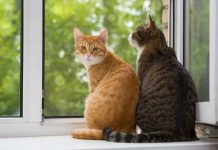 Rumor sobre mujer haitiana comiendo gatos desata polémica en Ohio Foto: Rumor sobre mujer haitiana comiendo gatos desata polémica en Ohio