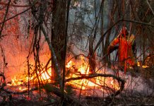 Brasil enfrenta miles de incendios en medio de la peor sequía histórica Foto: Brasil enfrenta miles de incendios en medio de la peor sequía histórica