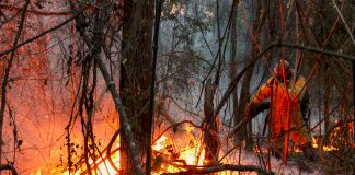 Foto: Brasil enfrenta miles de incendios en medio de la peor sequía histórica