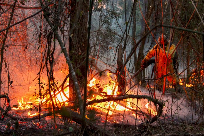 Foto: Brasil enfrenta miles de incendios en medio de la peor sequía histórica Foto: Brasil enfrenta miles de incendios en medio de la peor sequía histórica