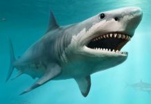 Terror en el agua: turista muere tras ataque de tiburón en las Islas Canarias Foto: Una turista alemana muere en las Islas Canarias /Cortesía