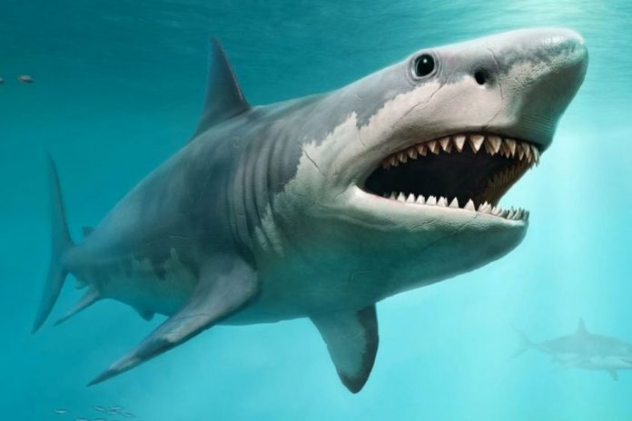 Foto: Una turista alemana muere en las Islas Canarias /Cortesía Foto: Una turista alemana muere en las Islas Canarias /Cortesía