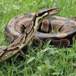 Mujer de Tailandia luchó por su vida con una pitón que intentó asfixiarla Foto: Mujer de Tailandia lucha por dos horas con una pitón /Cortesía