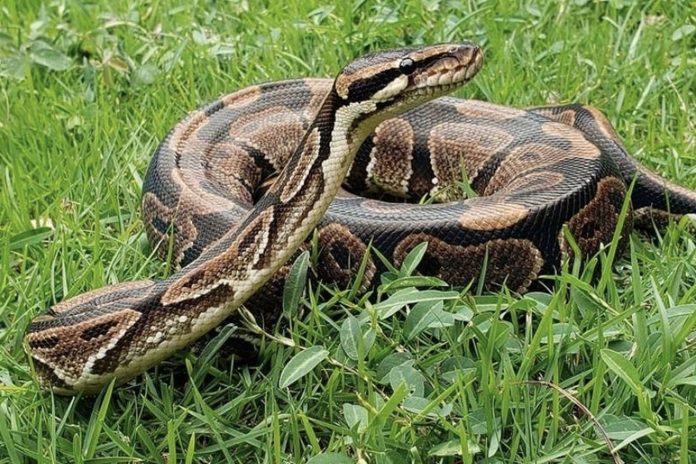 Foto: Mujer de Tailandia lucha por dos horas con una pitón /Cortesía Foto: Mujer de Tailandia lucha por dos horas con una pitón /Cortesía