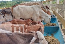 Nuevo alimento para ganado a base de maíz, es la nueva innovación en El Rama Foto: Innovador alimento revoluciona la ganadería en El Rama /TN8