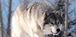 Foto: Lobos atacan y 'secuestran' a niños de India /Cortesía