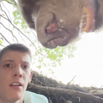 El Bloguero Stefan Janković es sorprendido por oso (VIDEO)