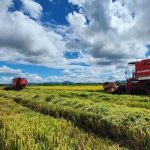 Encontró la muerte en un plantío de arroz en San Lorenzo, Boaco Foto: Trágico accidente con un camión agrícola en San Lorenzo, Boaco / TN8