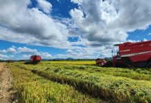 Encontró la muerte en un plantío de arroz en San Lorenzo, Boaco Foto: Trágico accidente con un camión agrícola en San Lorenzo, Boaco / TN8