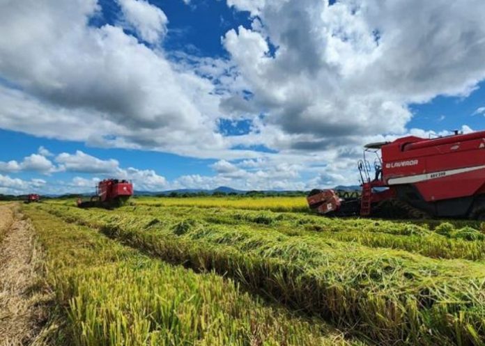 Foto: Trágico accidente con un camión agrícola en San Lorenzo, Boaco / TN8 Foto: Trágico accidente con un camión agrícola en San Lorenzo, Boaco / TN8