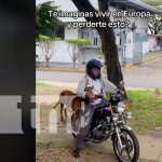 «Chavalo», el perrito más viral del TikTok en Nicaragua (VIDEO) Foto: "Chavalo", perro viral del TikTok en Nicaragua