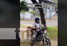 «Chavalo», el perrito más viral del TikTok en Nicaragua (VIDEO) Foto: "Chavalo", perro viral del TikTok en Nicaragua
