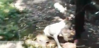 Foto: Maltrato a un perro en Tipitapa, Managua / TN8