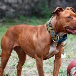 ¡De horror! Pitbull ataca a una bebé en Jinotepe, Carazo