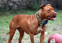 ¡De horror! Pitbull ataca a una bebé en Jinotepe, Carazo