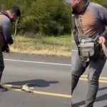 Atropellado brutalmente cuando intentaba salvar a un lagarto herido (VIDEO) Foto: Intentar ayudar a un lagarto herido casi le cuesta la vida /Cortesía