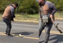 Atropellado brutalmente cuando intentaba salvar a un lagarto herido (VIDEO) Foto: Intentar ayudar a un lagarto herido casi le cuesta la vida /Cortesía