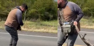 Foto: Intentar ayudar a un lagarto herido casi le cuesta la vida /Cortesía