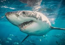 ¡Escalofriante! Encuentran el cuerpo de una mujer en un tiburón enfermo Foto: Mujer devorada por un tiburón /cortesía