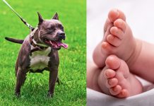 Espantoso: Bebé de 1 mes muere al ser atacado por un perro en Los Ángeles Foto: Bebé muere tras ser mordido por un perro en Los Ángeles /Cortesía