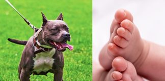 Foto: Bebé muere tras ser mordido por un perro en Los Ángeles /Cortesía