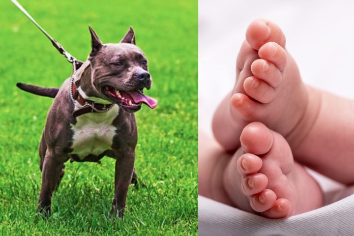 Foto: Bebé muere tras ser mordido por un perro en Los Ángeles /Cortesía Foto: Bebé muere tras ser mordido por un perro en Los Ángeles /Cortesía