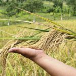 Nueva variedad de arroz del INTA, adaptada a la variabilidad climática Foto: Nueva variedad de arroz del INTA, adaptada a la variabilidad climática